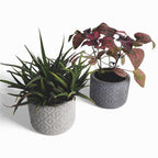 Vetina | Blumentopf Ø=10cm aus Beton