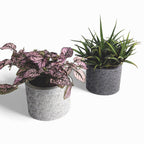 Tikko | Blumentopf Ø=10cm aus Beton