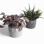 Pinafal | Blumentopf Ø=10cm aus Beton