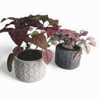 Olla | Blumentopf Ø=10cm aus Beton