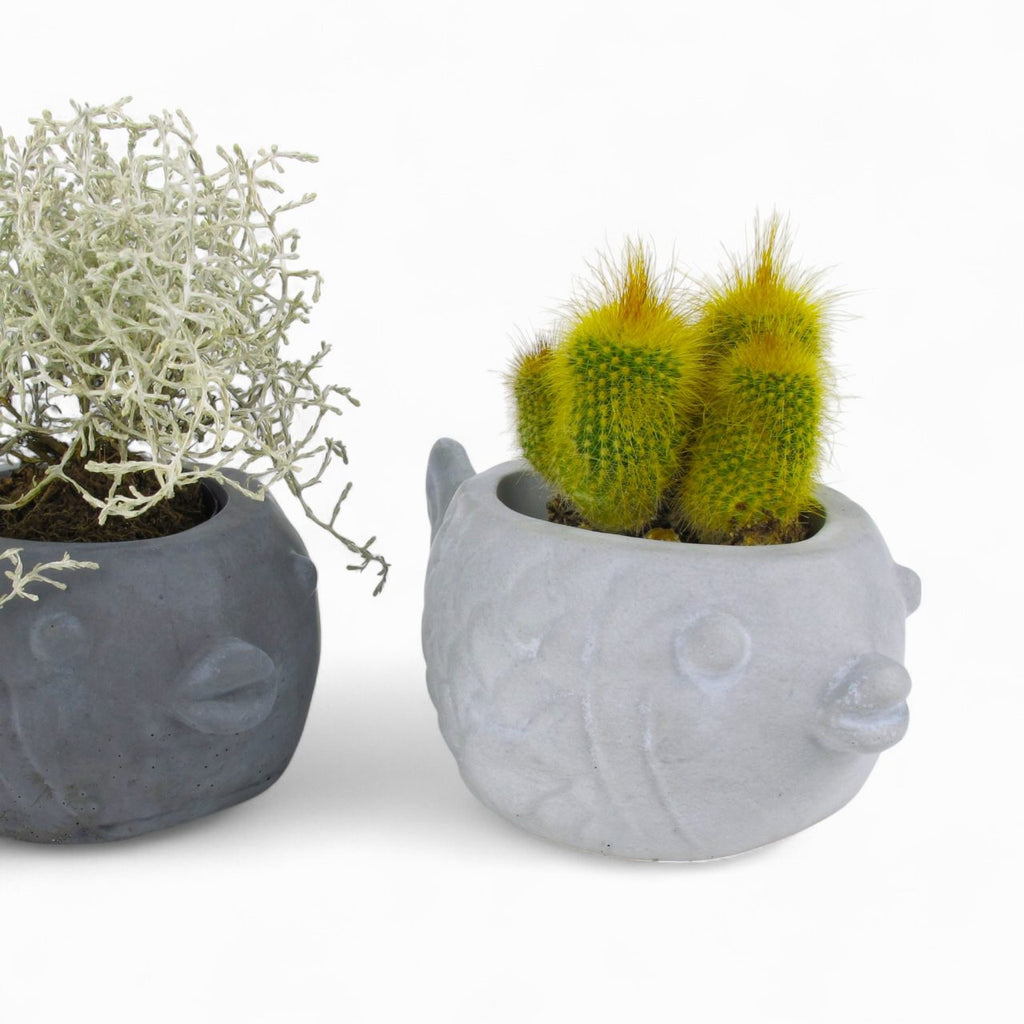 Uvis | Kugelfisch aus Beton