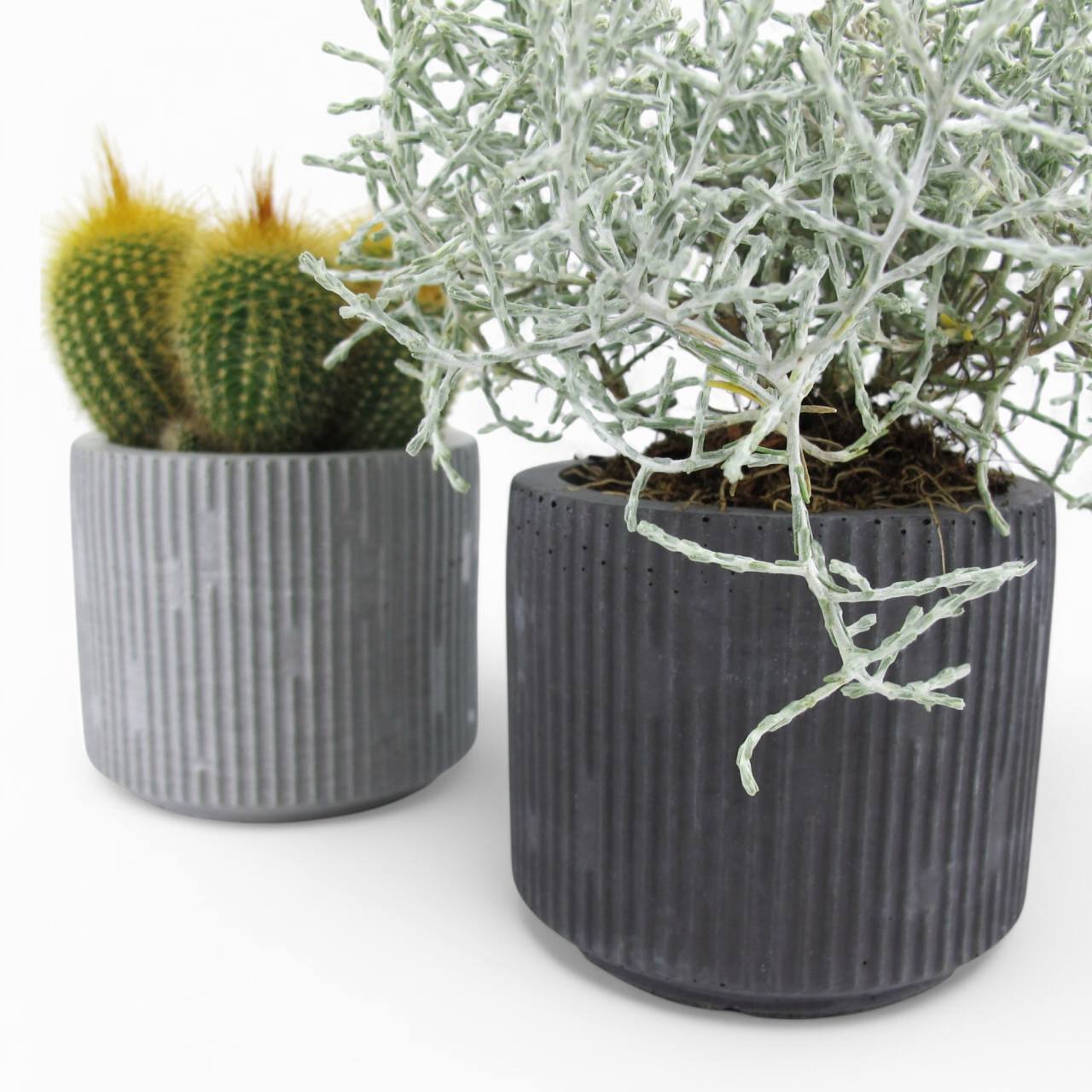 Jakko | Sukkulenten Topf aus Beton